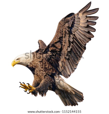 Bald eagle flying swoop attack hand draw and paint color on white background illustration. Royalty-Free Stock Photo #1152144155