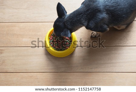 Cute small dog eating with bowl of dog food. Pets is feeding concept.