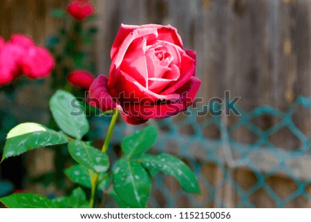 Focused Red Rose and Rain Drops on It  Beautiful  flowers in garden Beautiful red, scarlet, garden rose on a sunny day with drops of dew
