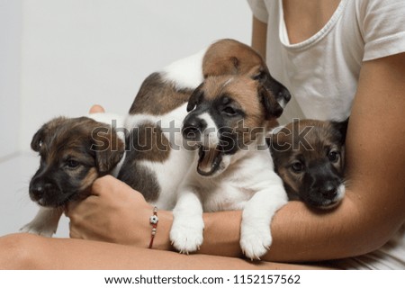 Little thoroughbred puppies in their hands yawns, fox terrier