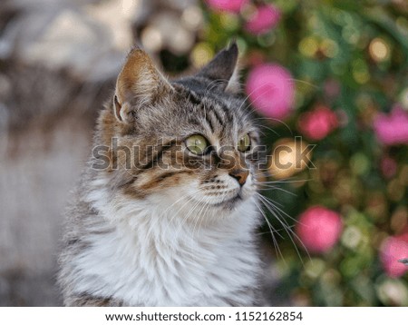 The Cyprus cat