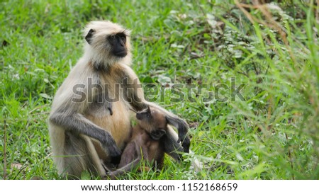 Indian monkey mother sitting with her child closely, with love and care ,every mother is so much in love with their children these pictures are the proof of mothers love.
