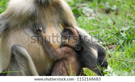 Indian monkey mother sitting with her child closely, with love and care ,every mother is so much in love with their children these pictures are the proof of mothers love.