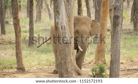 wild elephant in Indian jungle,resuced and trained now to live with humans 