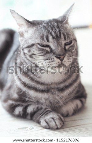 Cute cat, American Short Hair relax in lazy day