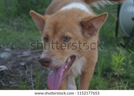 Thai Dog Breeds Brown