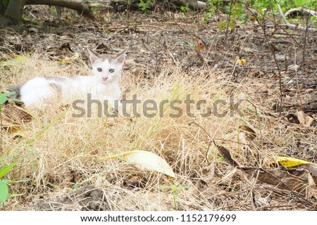 Kitten siting on a nest bird