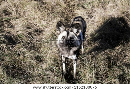 African wild dog (Lycaon pictus) in South Africa 