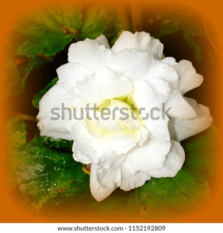 Begonia.  Nice flowers in the garden in midsummer, in a sunny day. Green landscape