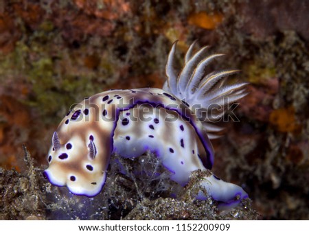 Nudibranch Risbecia tyroni grazing on bottom of the coral reef. Ambon Bay, Indonesia