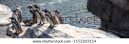 Group of Penquins Royalty-Free Stock Photo #1152203114