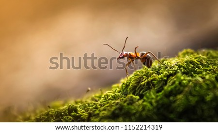 The forest ant runs along the green moss Royalty-Free Stock Photo #1152214319