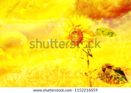 Abstract artwork of a picture of a sunflower on a sunny day as if it grows in the sun