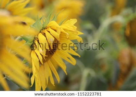 Sunflower heads and honey bees feeding on pollen. Close up images.bright yellow sunflower heads all facing the sun