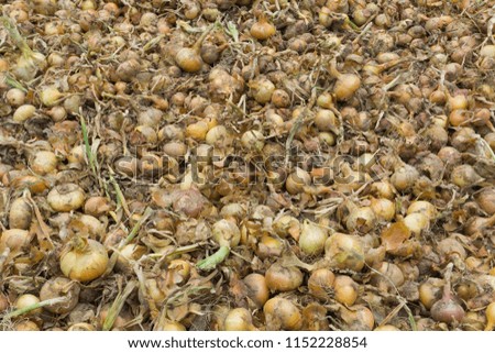 Fresh yellow onion background in large quantity on a vegetable farm in stock. Top view.