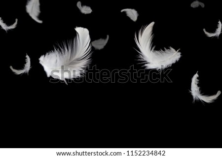Abstract white bird feathers falling in the darkness.
