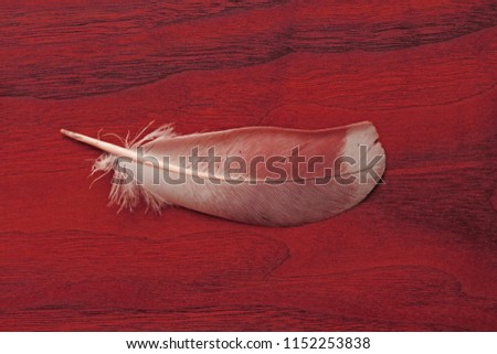 Feather is beautiful and light on a red wooden background. Lightness, an angel's feather, surrealism.