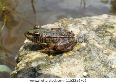 The true frogs, family Ranidae, have the widest distribution of any frog family, here a frog on a stone near the village Balugães, Braga Barcelos district in the North of Portugal.  Royalty-Free Stock Photo #1152256706
