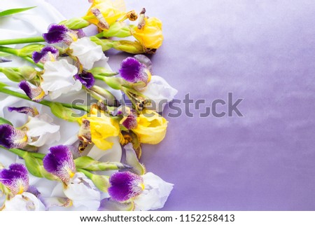 Yellow and purple flowers of irises on a white-purple background. Good morning on Birthday. Place for text.
