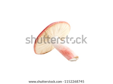 fresh mushroom isolated on the white