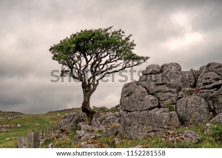 A solo tree on a limestone pavement set against a stormy grey sky, Yorkshire Dales National Park 