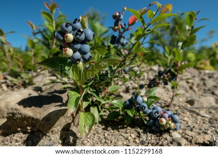Hand picking healthy and delicious wild blueberries. Royalty-Free Stock Photo #1152299168