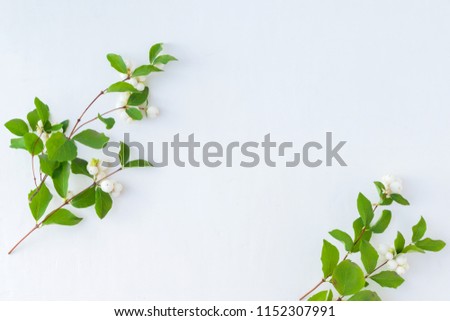 Branches with green leaves on a white background. Flat lay, top view