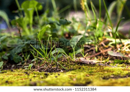 Green grass and moss close up in the summer forest, background for fext