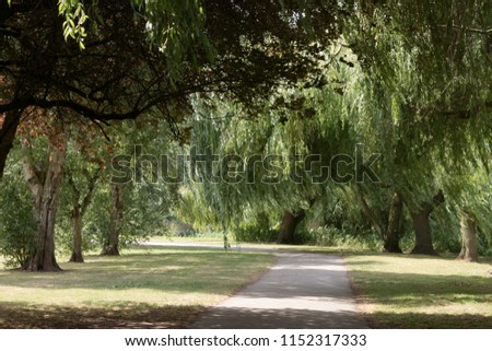 Road between series of willows. England, UK. Burton upon Trent