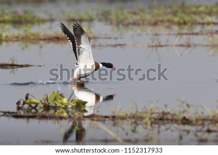 Take off flight of the shelduck, winter visitor and a very rare specie in Thailand