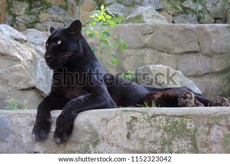 Black Panther Wild Cat. 
The term black panther is most frequently applied to black-coated leopards (Panthera pardus) of Africa and Asia and jaguars