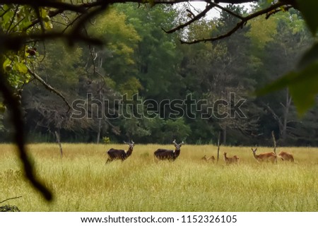 antelopes and red deer