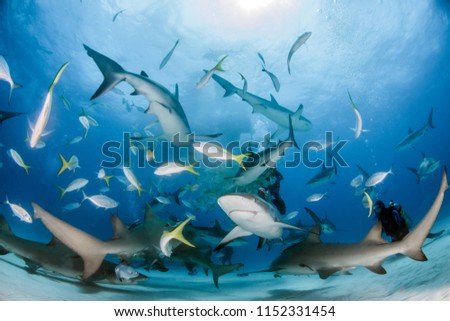 Picture shows a Caribbean reef sharks and lemon sharks at the Bahamas
