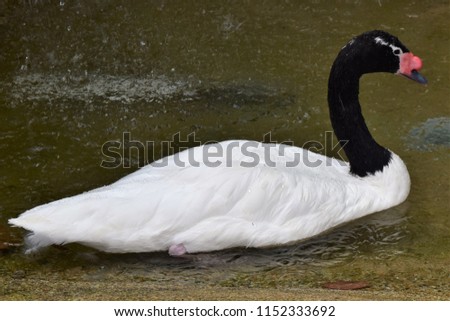 Black-Necked Swan in the Water
