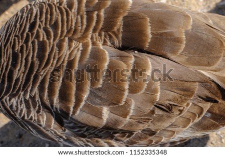 Close up shot of Canadian goose's back showing the layers of feathers.