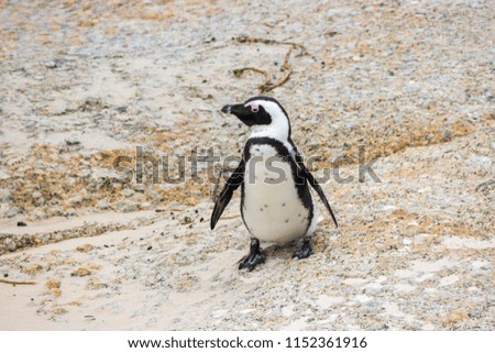 African penguin (Spheniscus demersus) walking on rocks.