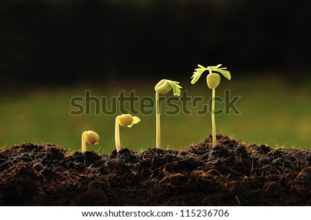 step of growing tamarind sprout. Royalty-Free Stock Photo #115236706