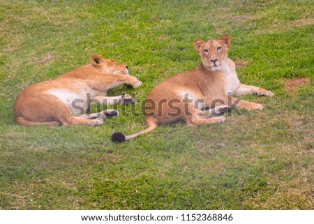 lionesses relaxing in Africa