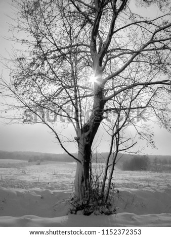 black and white photo of the tree during winter time