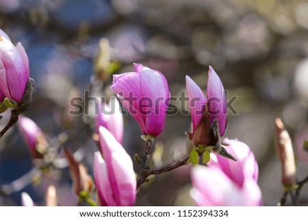 Fresh pink flowers on Magnolia Tree 'Heaven Scent', spring blooming time in the park, blurred flowers blossoms background. 