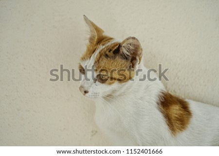 Portrait of the Cat on White. 