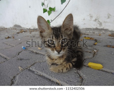 tabby cat staring while sitting on a gray paved concrete floor with white wall in the background