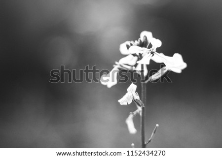 small flower with blurred background black and white