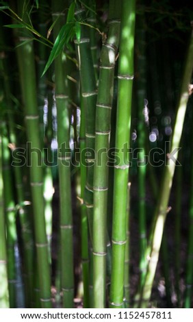 Small bamboo spot