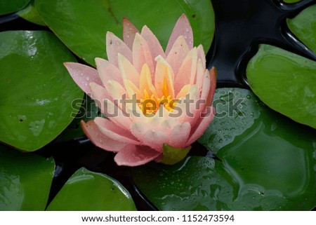 beautiful water lily close up in my garden pond