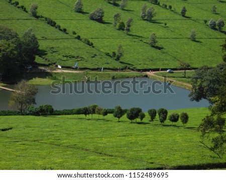 Tea Plantations in Kericho County Kenya