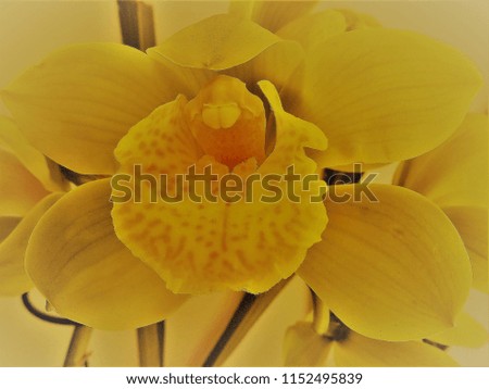 Cymbidium Orchid flowers close up in soft focus