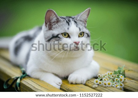Cute cat image