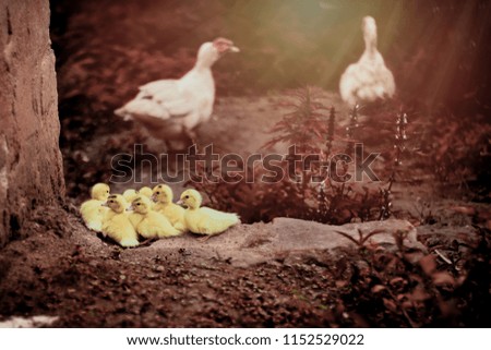 Family duck baby