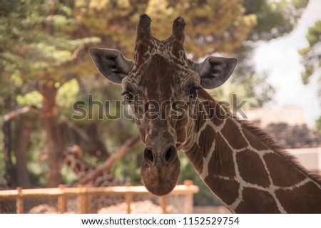 Giraffe looking at you